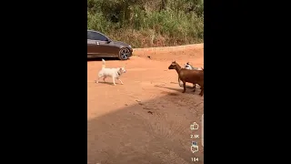 Dog fight Goats and what happened will surprise you