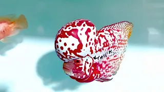 Top 8 Most Beautiful Flowerhorn Cichlid In The World