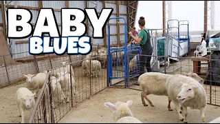 bye, bye baby.👋 | Weaning lambs, sheep barn cleanout (day one) & consoling some sad mamas.🥹 Vlog 583