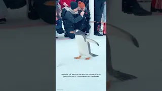 Penguin Walk at Asahiyama Zoo 🐧