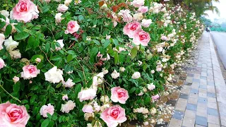 Hàng rào hoa hồng nở rộ tuyệt đẹp | A beautiful blooming rose hedge