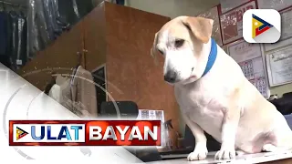 Aspin sa Mandaluyong, nakauwing mag-isa mula sa kanyang pet groomer