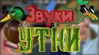 "Звуки утки" l CS:GO