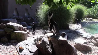 African Penguin Ecstatic Behavior