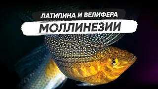 Моллинезия Велифера и Латипинна. Содержание, разведение, кормление