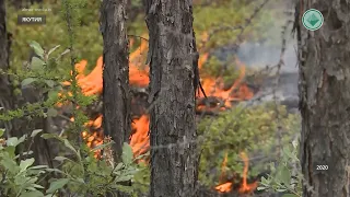 В Якутии продолжается тушение 16 лесных пожаров
