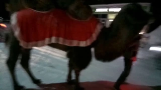 Рождественский верблюд
