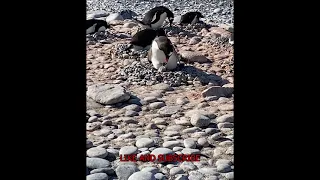 Relaxing Penguin Sounds Ambient Relaxing Become One With the Penguin Tribe as Mother Feeds Son.