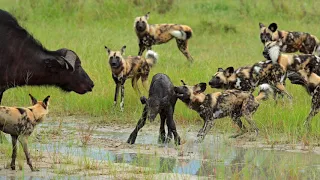 African wild dog hunting Buffalo calf, Moremi Game Reserve, Botswana