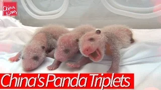 Happy Birthday to China's Miracle Panda Triplets! A China Icons Video