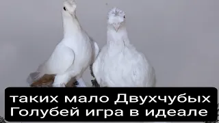 таких мало Двухчубых Голубей игра в идеале от Нажмиддина,there are few such Two-lipped Pigeons!!!