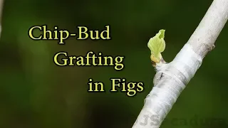 Grafting Fruit Trees | Chip-Bud Grafting Fig Trees | The easiest grafting technique there is