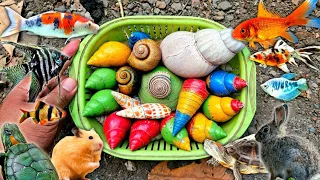 Hunting Snails, Rainbow Fish - Mencari Bekicot Dan Menangkap Ikan Hias Warna Warni, Ikan Koi, Turtle