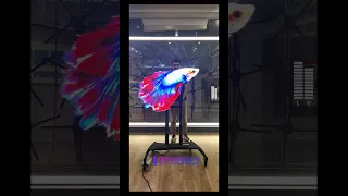 3D holographic fish.3D hologram fan max series.