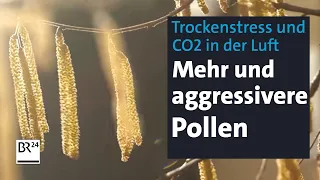 Heuschnupfen: Mit Maske und Hyposensibilisierung gegen die Pollenallergie | Abendschau | BR24