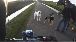 ANIMALS vs BIKERS - (ANIMALS ATTACK MOTORBIKES & CYCLIST) - Vicious Dogs, Birds, Cat hits! [Ep #06]