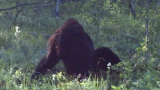 Top 5 Most Convincing Bigfoot Sightings