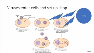 PI 101: An Overview of the Immune System & Treatment Options