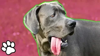 Funny Great Danes | Try Not to Laugh Challenge | That Pet Life