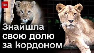 🦁 У левиці, яка блукала вулицями на Харківщині, кардинально змінилось життя! Неймовірна історія