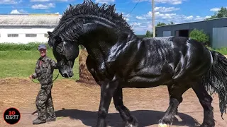 Harga Kuda ini Lebih Mahal dari Rumah Mewah!! Inilah Kuda Termahal dan Tercantik di Dunia