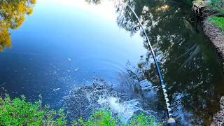 An evening of Murray cod fishing that I will NEVER forget