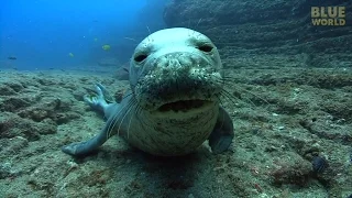 Hawaiian Monk Seals | JONATHAN BIRD'S BLUE WORLD