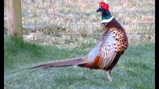 The Pheasant's Territorial Call  (HD)