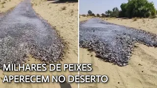 IMPRESSIONANTE! MILHARES DE PEIXES APARECEM DO NADA NO DESERTO