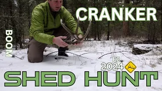 Cranker Whitetail Shed Hunting  2024 Ep.2  Boom'n Shedz 4k #shedhunting #whitetaildeer