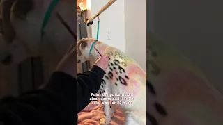 OPAWZ Pet Hair Dye Spring-themed Leopard Spots Design