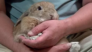 本当は超甘えん坊なウサギ(チャップ・ダンダンウー)　He's the rabbit which is a mollycoddle actually.