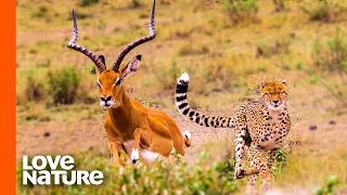 Antelope Narrowly Escapes Cheetah Chase | Predator Perspective | Love Nature