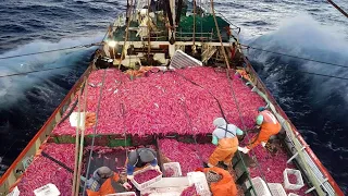 Everyone  Should watch this Fishermen's video. Catch & Processing Hundreds Tons Shrimp On The Vessel