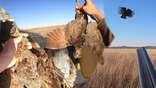 Wing-shooting the royal 3!!! African pheasant (francolin)