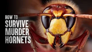 How to Survive Murder Hornets