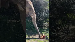 Fruit platter for 🐘 Bubbles the elephant #animal #elephant