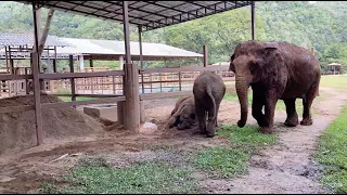 Baby Elephant Leaving The Tire Behind And Rushed To Comfort Her Friend - ElephantNews