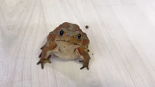 Toad calling me, moving like a person