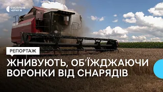 Збирають пшеницю, об’їжджаючи воронки від снарядів: як проходять жнива на Чернігівщині