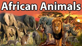 African Animals Size Comparison in 2022 | African Animals video For Kids 2022 | AFRICAN ANIMALS