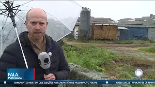 Dezenas de cavalos subnutridos encontrados em Valongo