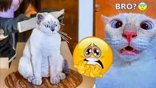 Funny animals - Funny cats and dogs - Funny animal videos 2023🤣 #65