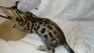 Бенгальский котенок Руфус, 2,5месяца, продажа открыта 💞