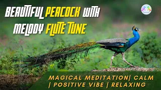 Beautiful Peacock With Melody Flute Tune | Relaxing Music