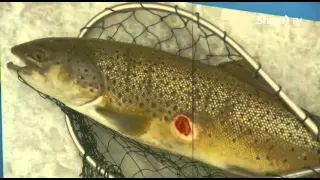 Sea Lamprey Control in the Great Lakes