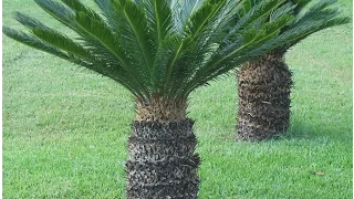 The Incredible and Easy to Grow Sago PALM