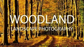 Woodland Landscape Photography
