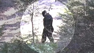 Graban un gigantesco Bigfoot en los bosques de Idaho