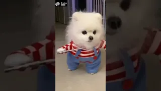 Most Cute Pomeranian 😍😍😍 | cute dogs | Awww!!!